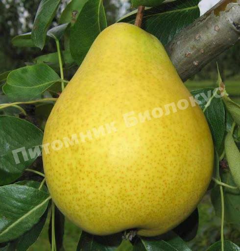 Груша Далисан