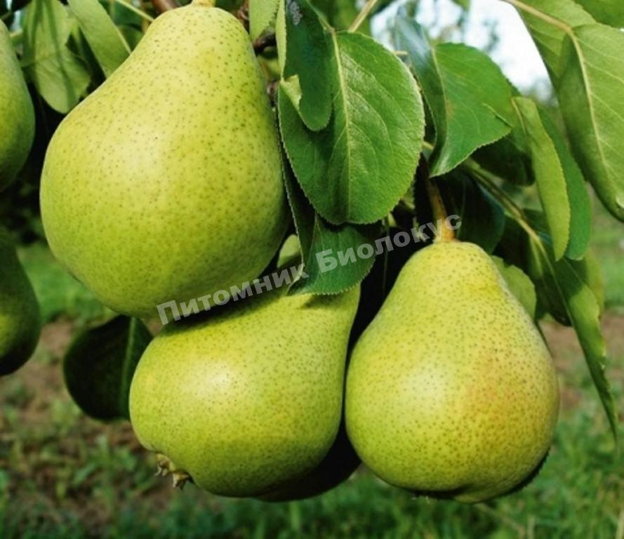 Груша Давид