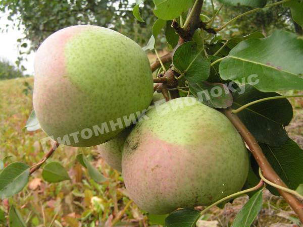 Груша Десертная