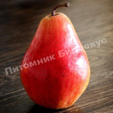 Груша Долорес