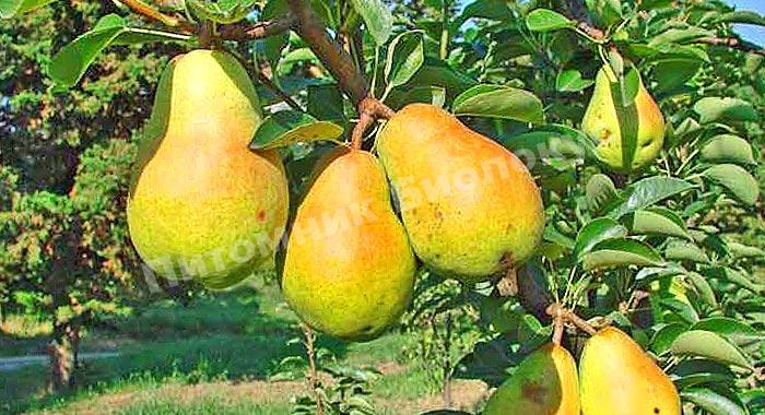 Груша Дюшес Ангулем