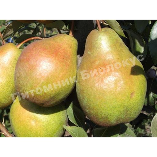 Груша Эрика