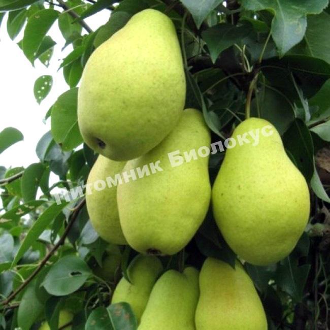 Груша Февральский сувенир