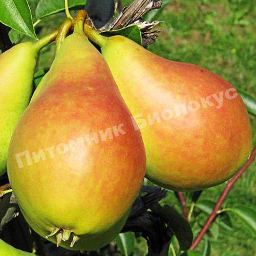 Груша Изольда