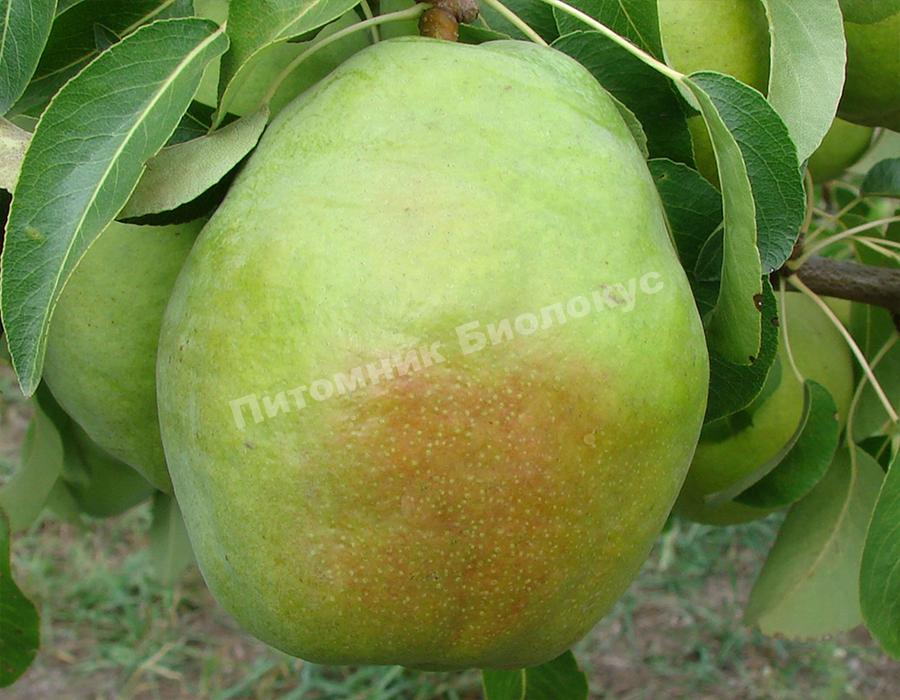 Груша Изумрудная