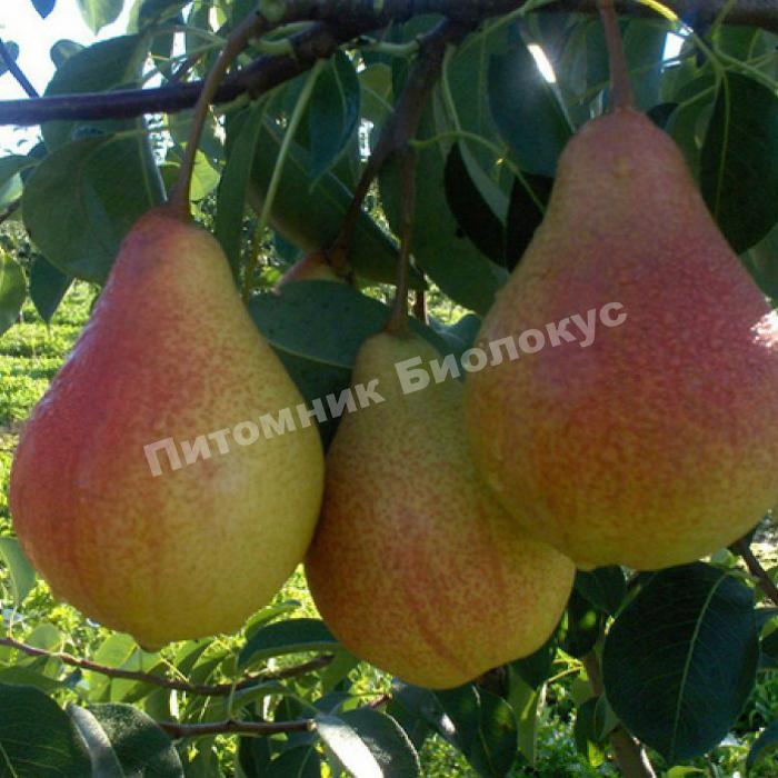 Груша Изюминка Крыма