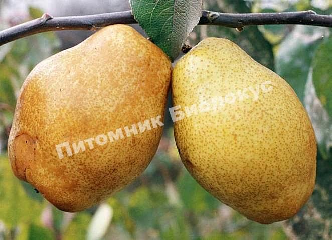 Груша Сеянец Киффера