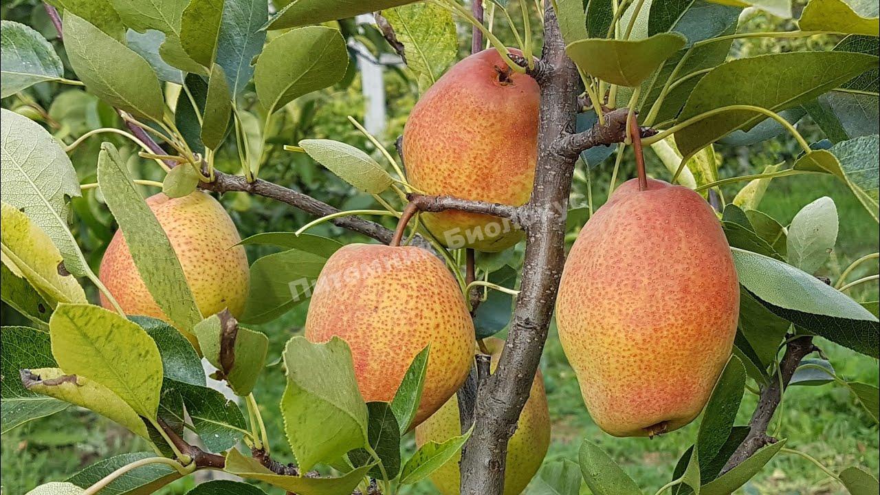 Груша Киргизская зимняя