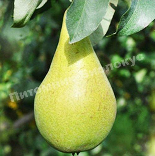 Груша Конкорд