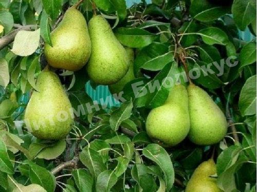 Груша Крупноплодная