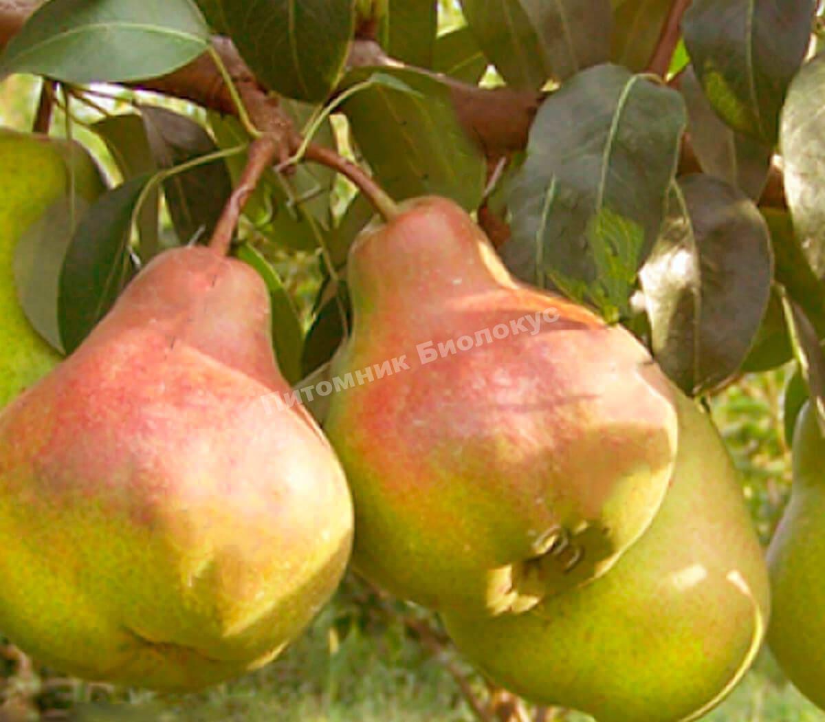 Груша Левен