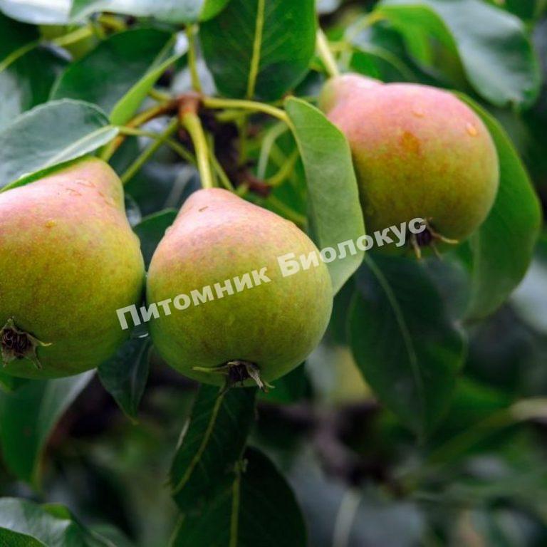 Груша Любимица Яковлева