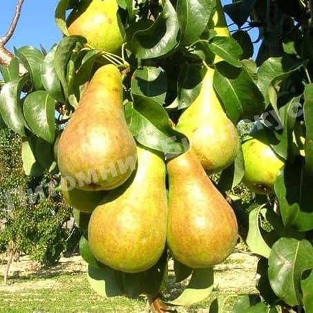 Груша Мадам Балле