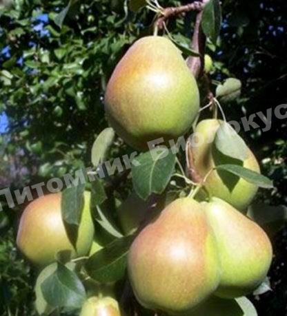 Груша Маршал Жуков