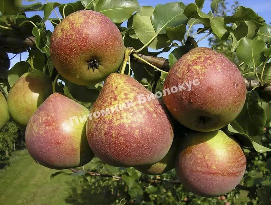 Груша Мраморная