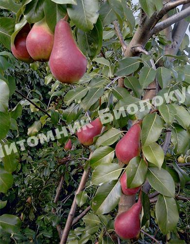 Груша Нарядная Ефимова