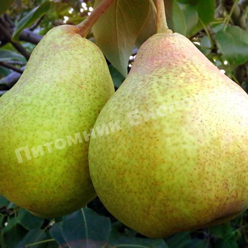 Груша Новелла