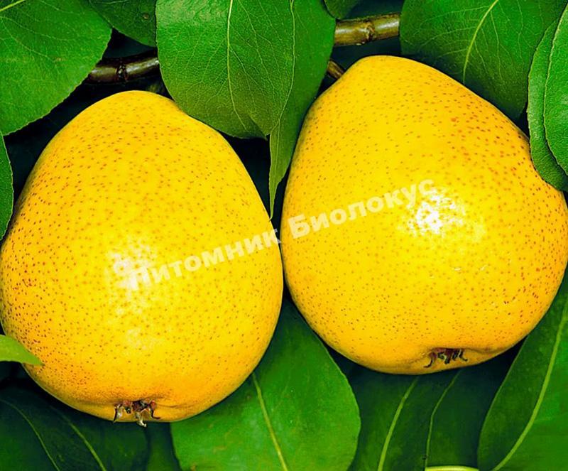 Груша Осенняя сладкая