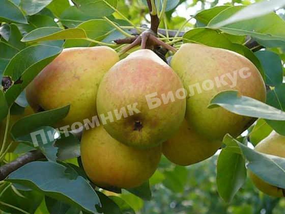 Груша Отрадненская