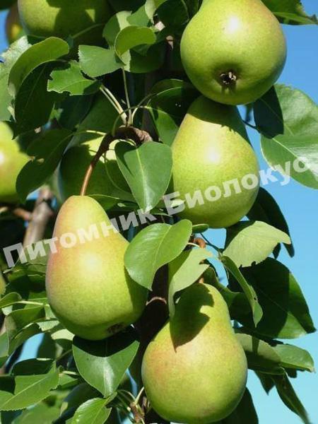 Груша Память Жегалова