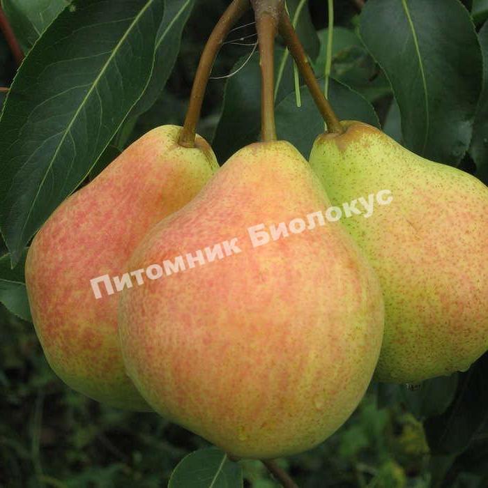 Груша Памяти Яковлева