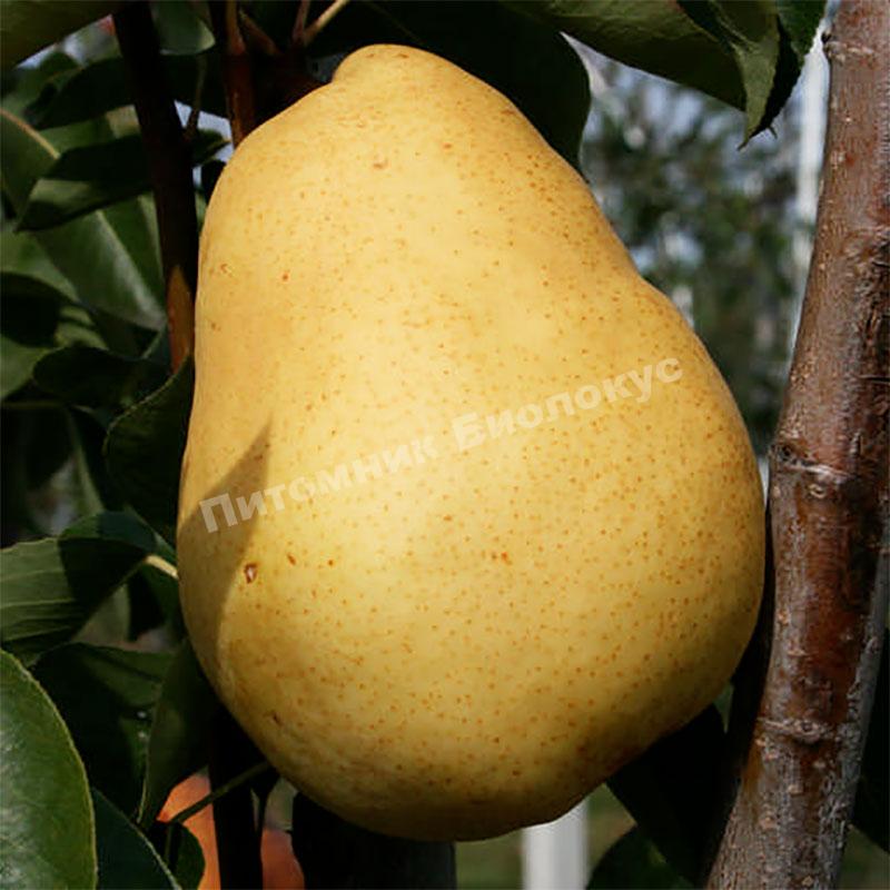 Груша Потомак