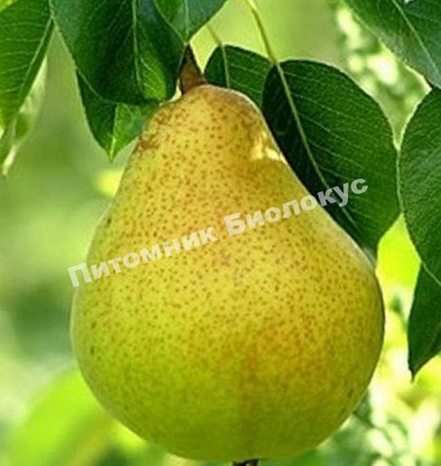Груша Просто Мария