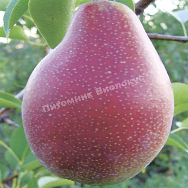 Груша Ред Фаворитка