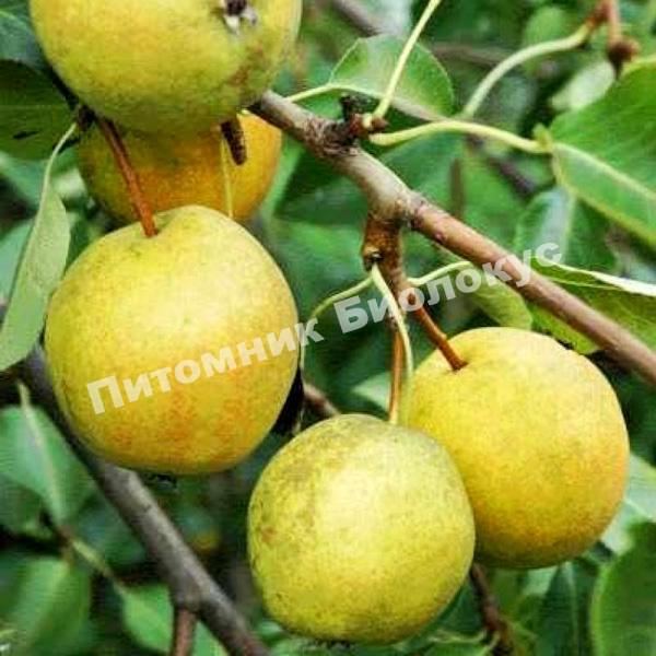 Груша Рогнеда