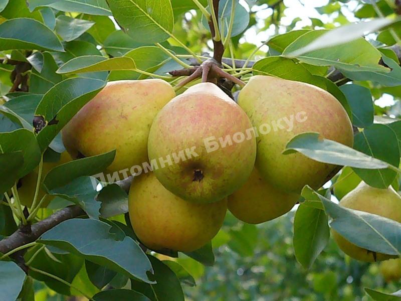 Груша Ровесница