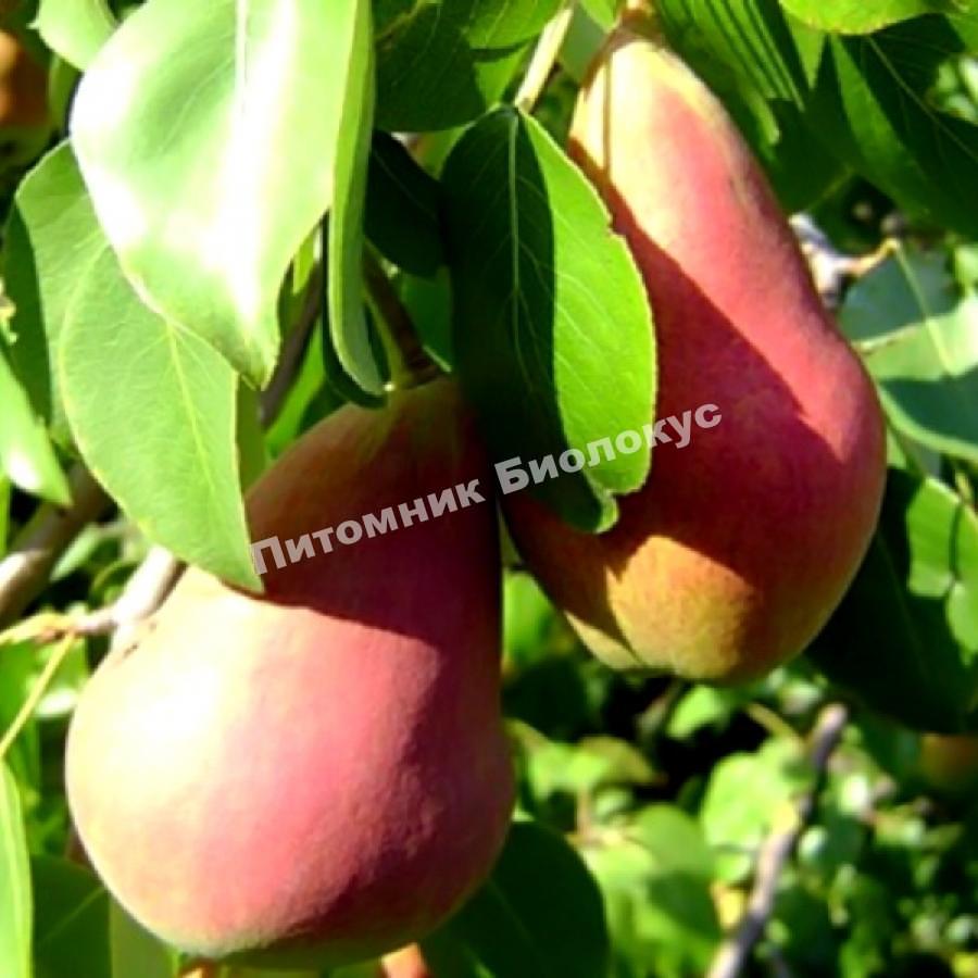 Груша Русская Красавица