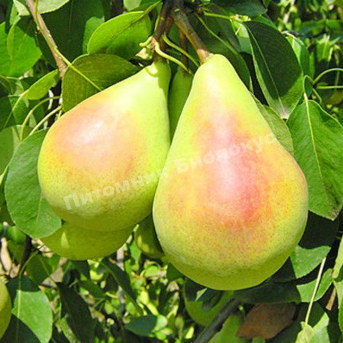 Груша Санта Мария