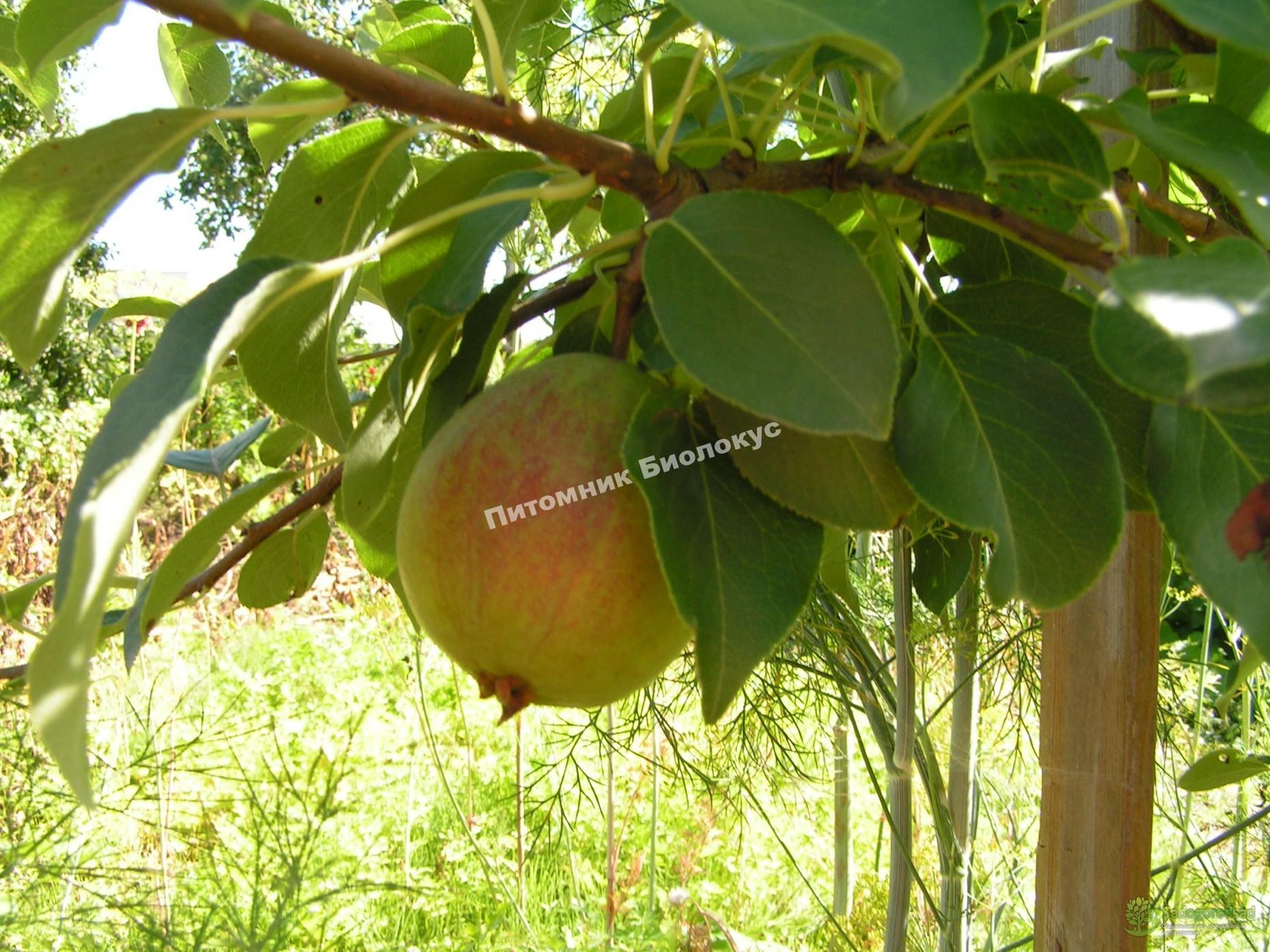 Груша Северянка