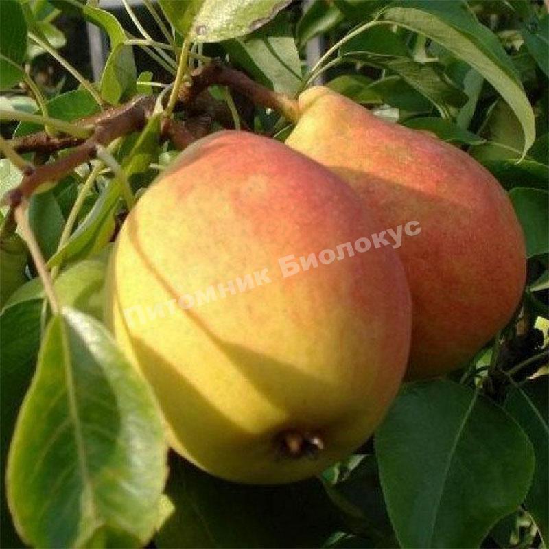 Груша Силк Кинг