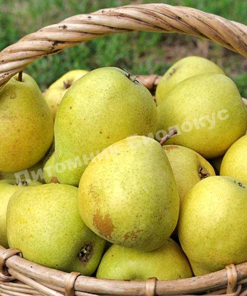 Груша Скороспелка из Мичуринска