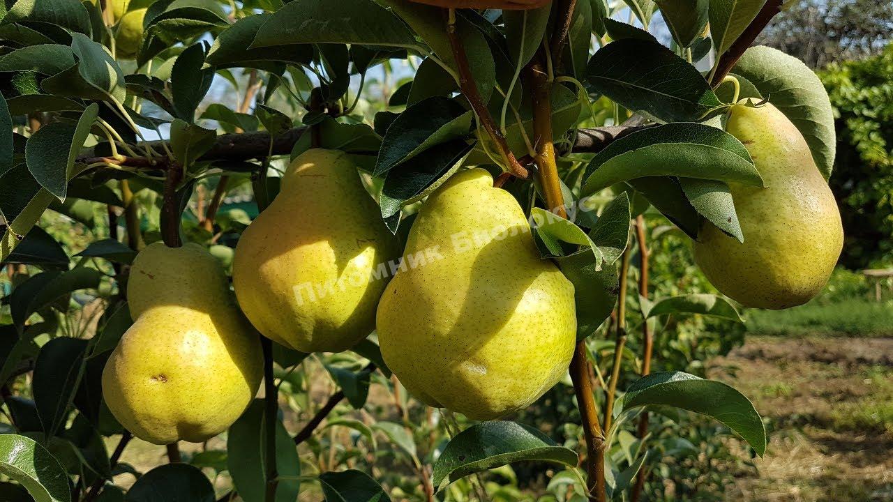 Груша Сокровище