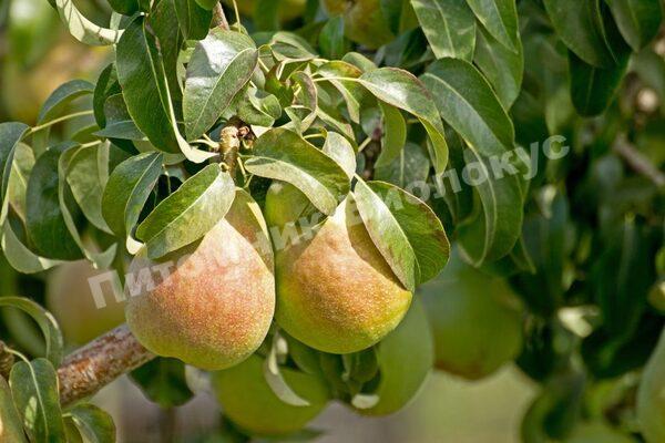 Груша Детская