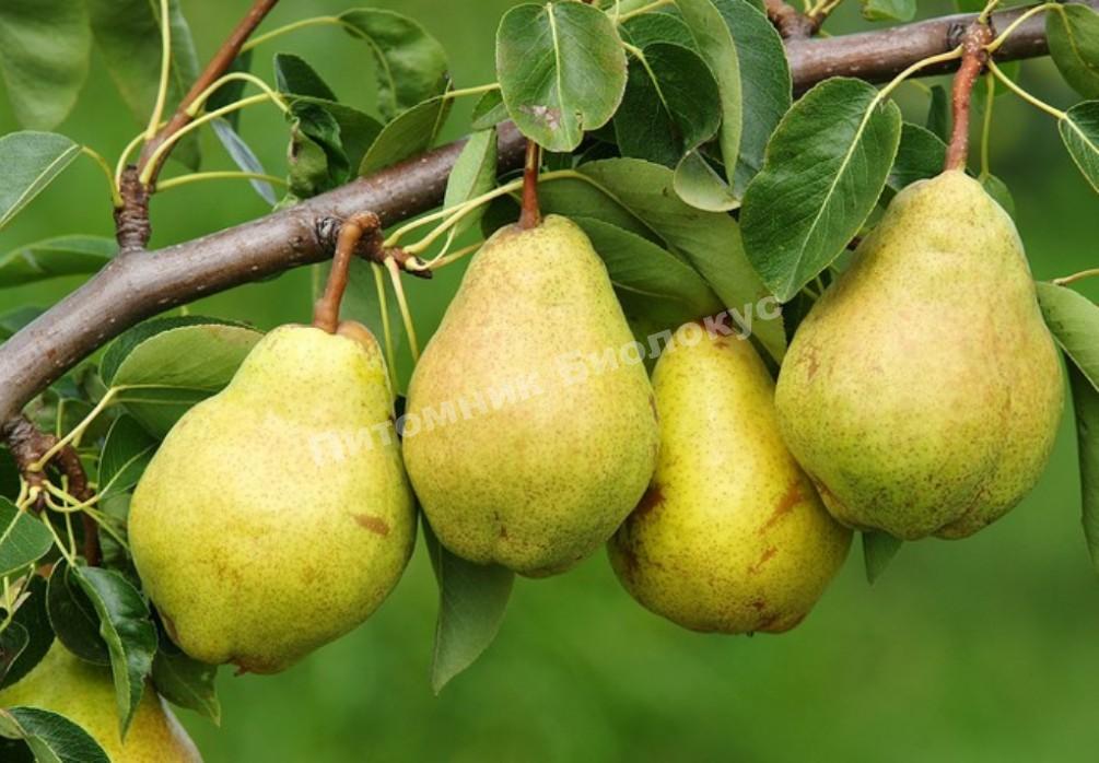 Груша Стрийская