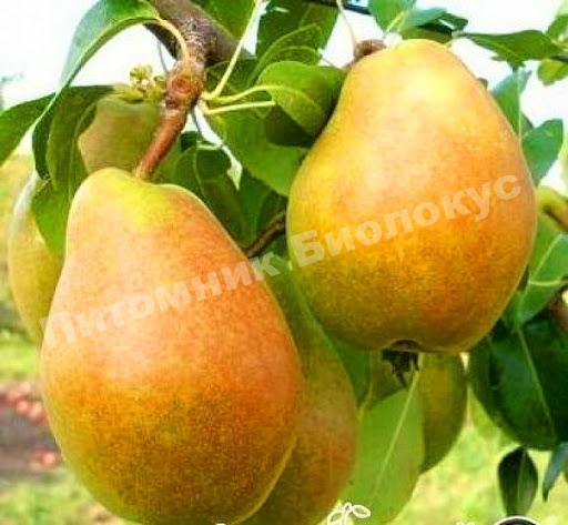 Груша Таврическая