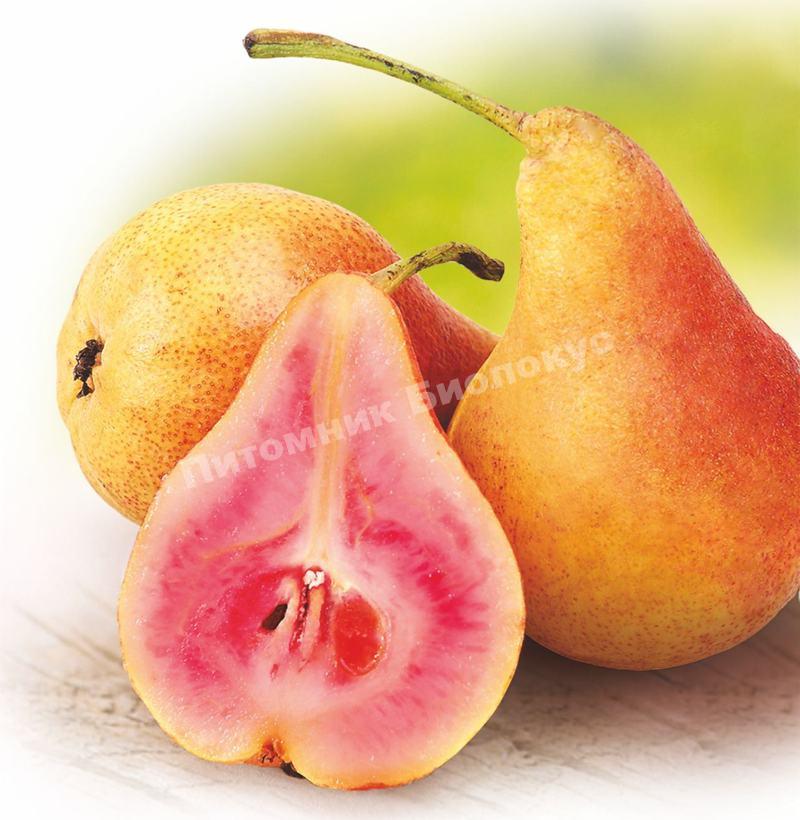 Груша Васильна