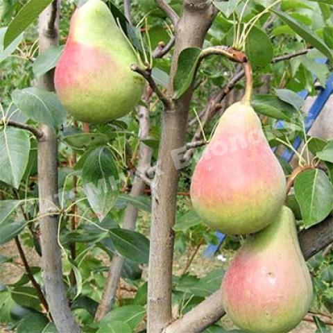 Груша Виктория