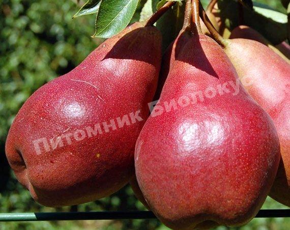 Груша Вильямс красный
