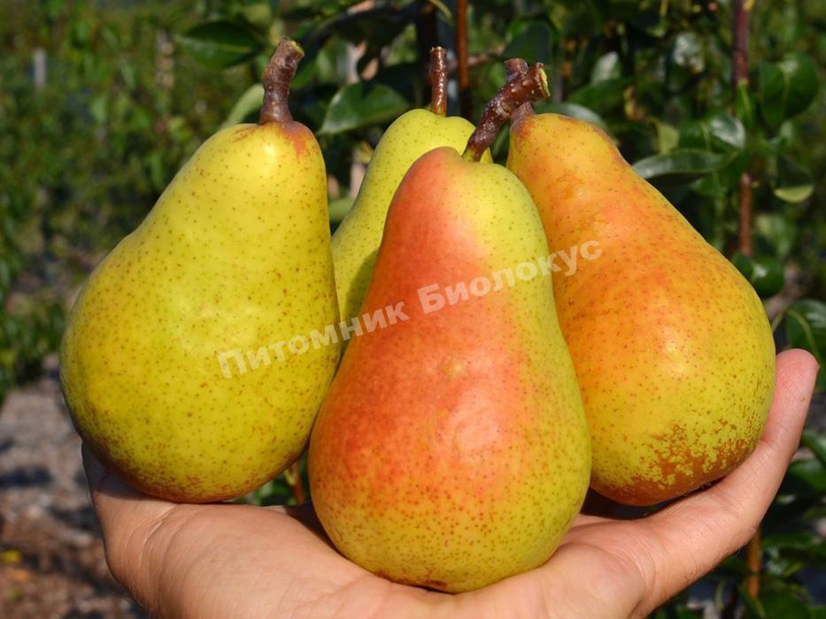 Груша Харроу Свит