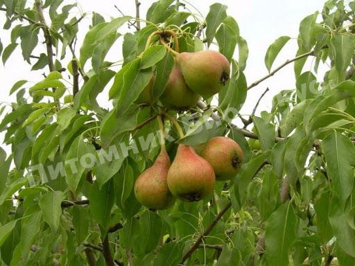 Груша Юрьевская