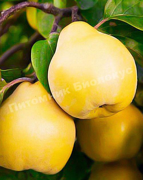 Айва золотое руно