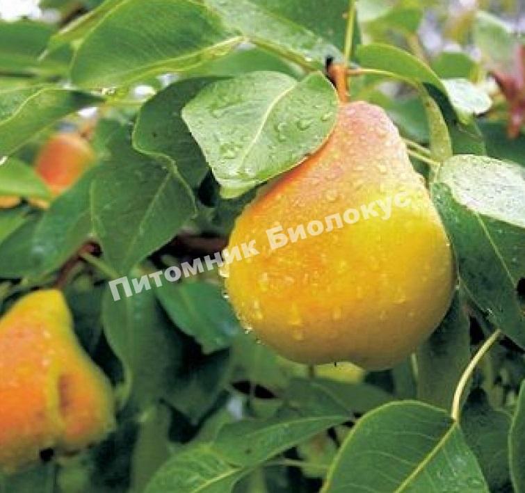 Груша Чижовская