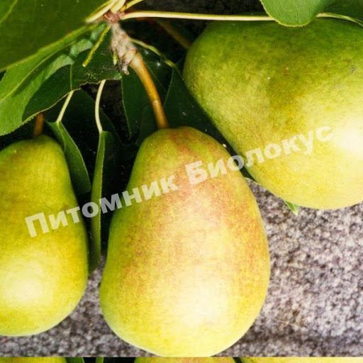 Груша Сказочная