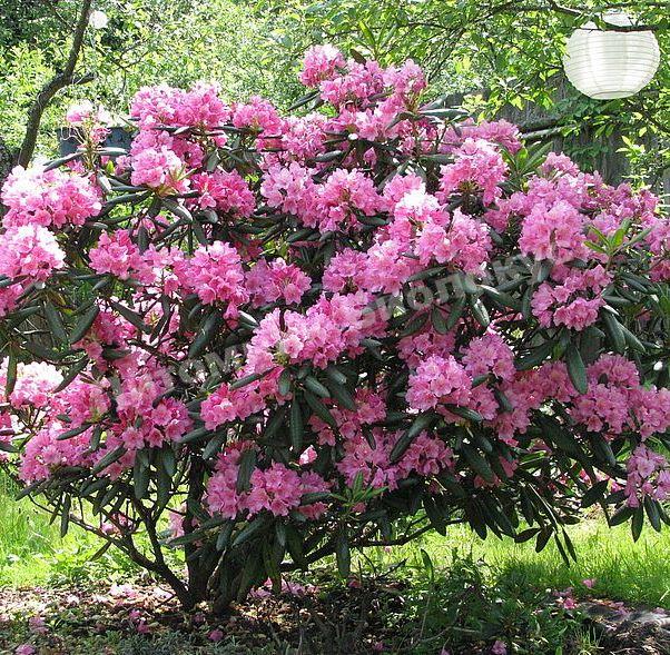 Рододендрон Гаага