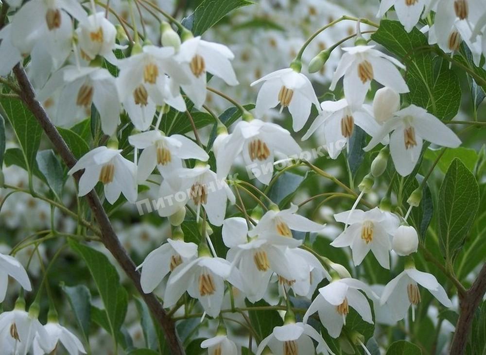 Галезия Каролинская