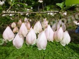 Галезия Момс